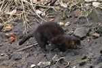 Mink (Neovison vison)