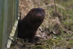 Mink (Neovison vison)