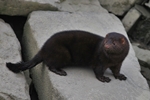 Mink (Neovison vison)