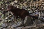 Mink (Neovison vison)
