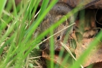 Waldmaus (Apodemus sylvaticus)
