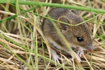 Waldmaus (Apodemus sylvaticus)