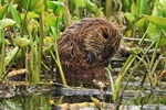 Nutria (Myocastor coypus)