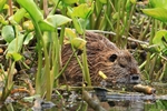 Nutria (Myocastor coypus)
