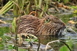 Nutria (Myocastor coypus)