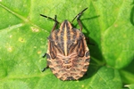 Streifenwanze (Graphosoma lineatum) Larve