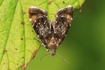 Sehesteds Helmkraut-Spreizfl&uuml;gelfalter (Prochoreutis sehestediana)