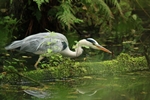 Graureiher (Ardea cinerea)