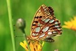 Kleiner Perlmuttfalter (Issoria lathonia)