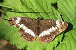 Kleiner Eisvogel (Limenitis camilla)