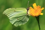 Zitronenfalter (Gonepteryx rhamni)