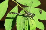 Gemeine Keiljungfer (Gomphus Vulgatissimus) - M&auml;nnchen