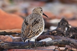 Junger Alpenstrandl&auml;ufer (Calidris alpina)