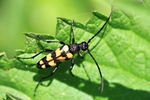 Vierbindiger Schmalbock (Leptura quadrifasciata) 