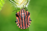 Streifenwanze (Graphosoma lineatum)