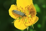 Gr&uuml;nlicher Scheinbockk&auml;fer (Oedemera lurida)