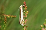  Ohne deutschen Namen (Crambus pascuella)