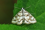 Ohne deutschen Namen (Nymphula nitidulata)