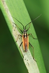 Graswanze (Leptopterna dolabrata)