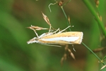  Ohne deutschen Namen (Catoptria margaritella)