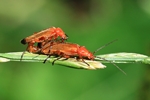 Roter Weichk&auml;fer (Rhagonycha fulva)