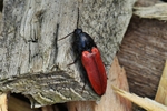 Blutroter Schnellk&auml;fer (Ampedus sanguineus)