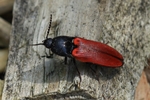 Blutroter Schnellk&auml;fer (Ampedus sanguineus)