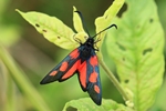 Sumpfhornklee-Widderchen (Zygaena trifolii)