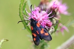 Kleines F&uuml;nffleck-Widderchen (Zygaena viciae)
