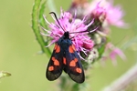 Kleines F&uuml;nffleck-Widderchen (Zygaena viciae)