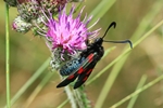 Kleines F&uuml;nffleck-Widderchen (Zygaena viciae)
