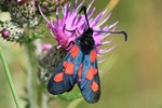 Sumpfhornklee-Widderchen (Zygaena trifolii)