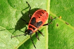 Feuerwanze - Larve (Pyrrhocoris apterus)