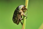 Rosenk&auml;fer (Cetonia aurata)