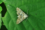 Laichkrautz&uuml;nsler (Elophila nymphaeata)