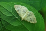 Blasser Nesselz&uuml;nsler (Patania ruralis)