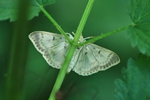 Blasser Nesselz&uuml;nsler (Patania ruralis)