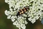 Vierbindiger Schmalbock (Leptura quadrifasciata)