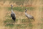 Kranich (Grus grus)