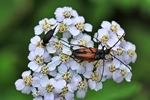 Zweibindiger Schmalbock (Stenurella bifasciata)