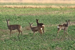 Rehe (Capreolus capreolus)