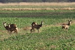 Rehe (Capreolus capreolus)