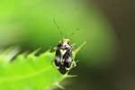 Ohne deutschen Namen (Liocoris tripustulatus)