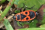 Feuerwanze (Pyrrhocoris apterus)
