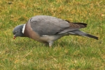 Ringeltaube (Columba palumbus)
