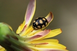 Trockenrasen-Marienk&auml;fer (Coccinula quatuordecimpustulata)
