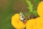 Gemeine Wiesenwanze (Lygus pratensis)