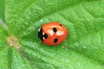 F&uuml;nfpunkt-Marienk&auml;fer (Coccinella quinquepunctata)