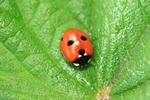 F&uuml;nfpunkt-Marienk&auml;fer (Coccinella quinquepunctata)