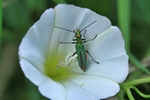 Gr&uuml;ner Scheinbockk&auml;fer (Oedemera nobilis)